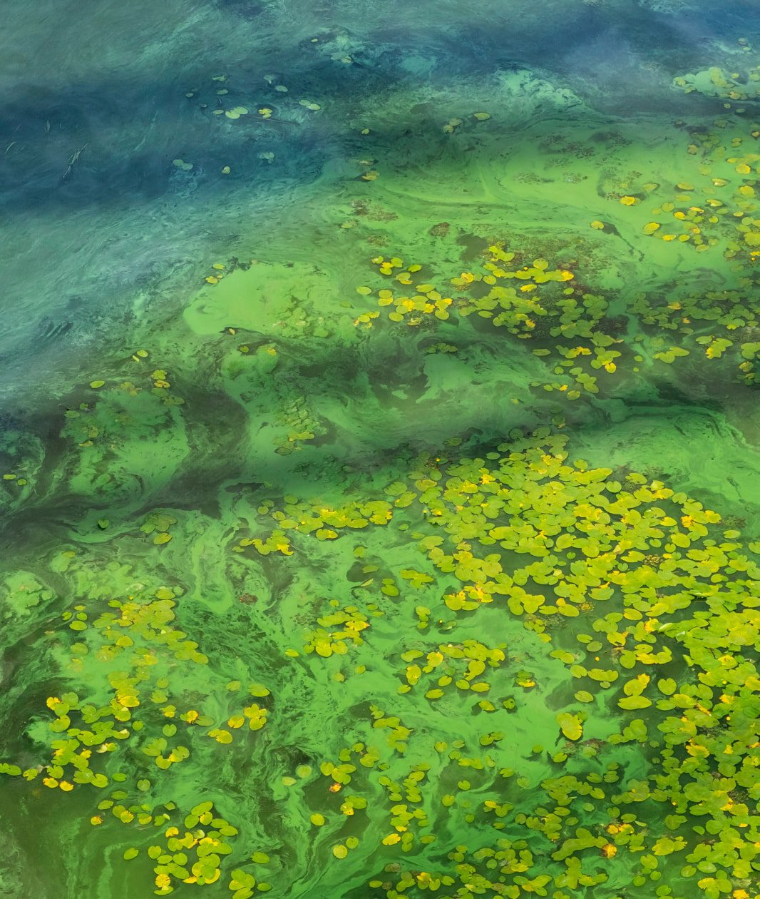 JournalsAndMagazines_ResearchSpotlight_HarmfulAlgalBlooms-min