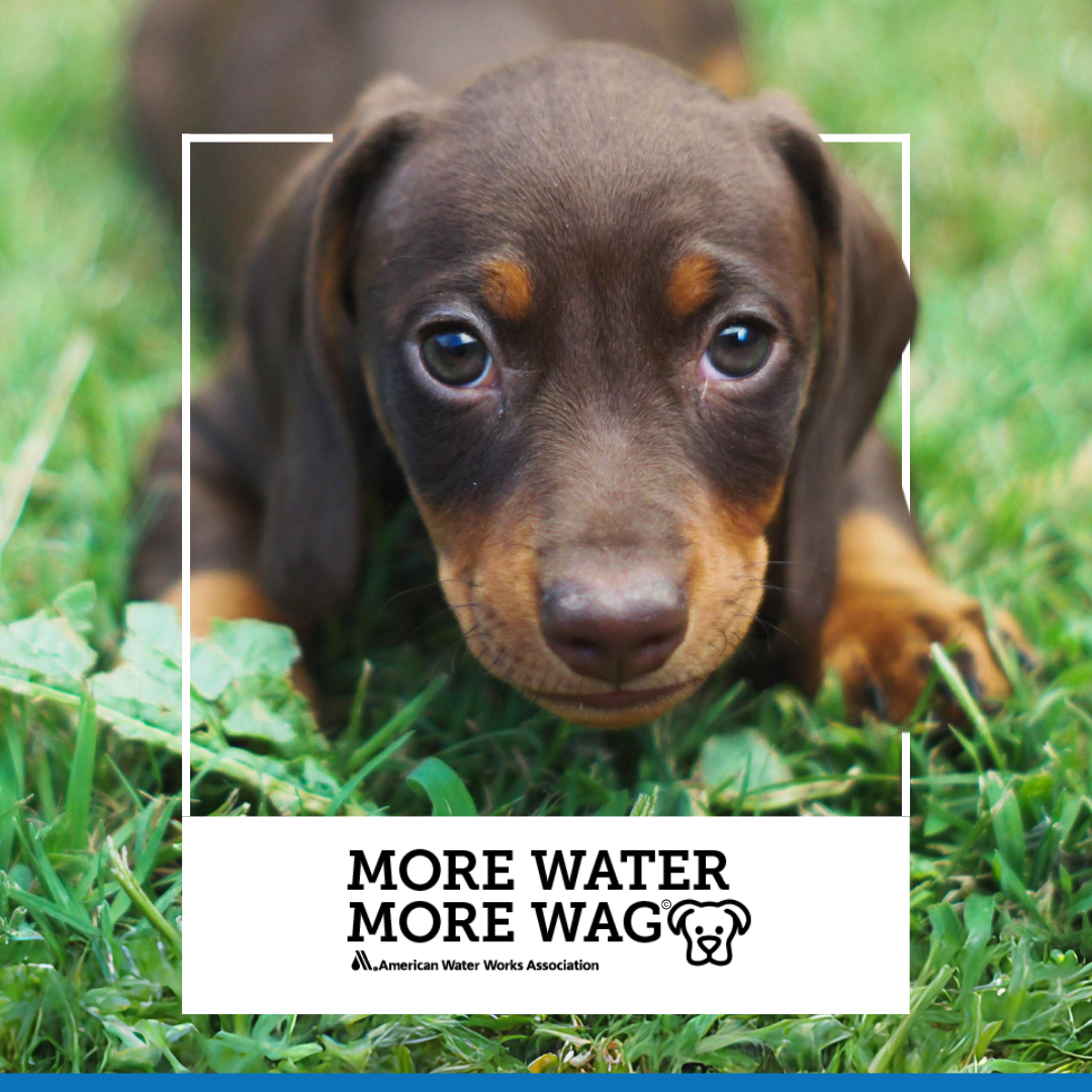 MoreWaterMoreWag1080x1080-2