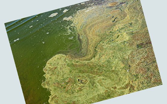 Cyanobacteria/Cyanotoxins