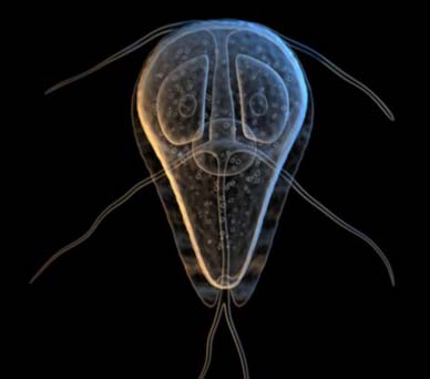 giardia